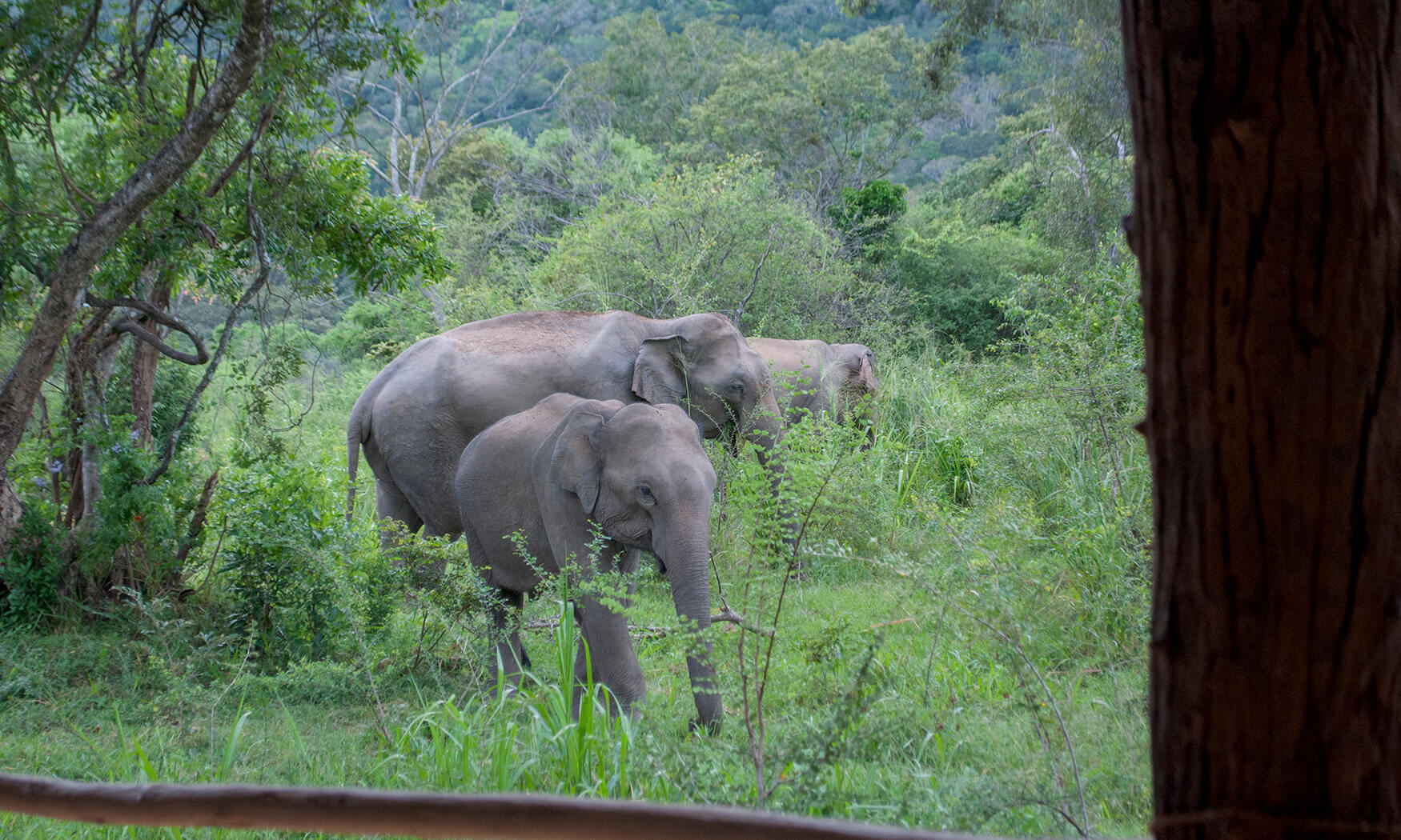 tree tops jungle safari